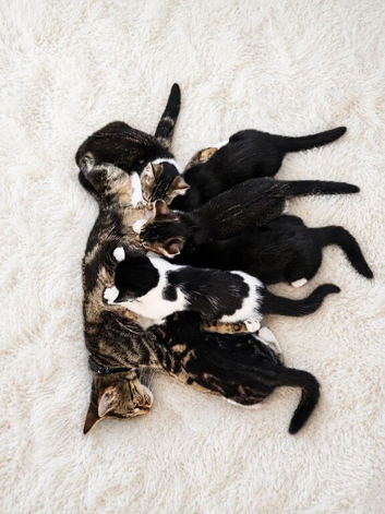 Adorable Kittens Looking new home