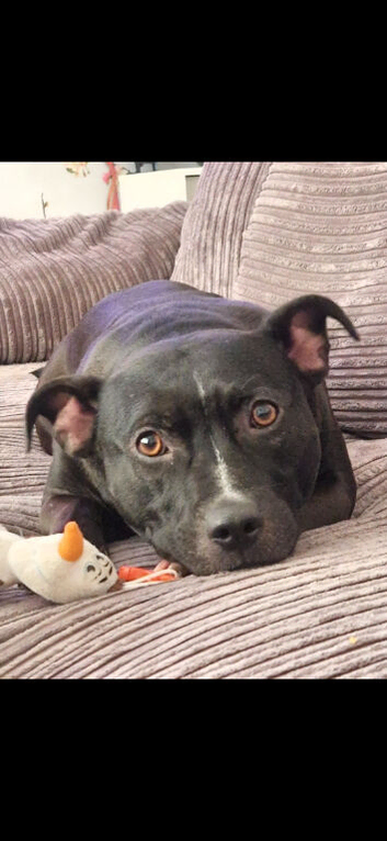 6 year old male staffy