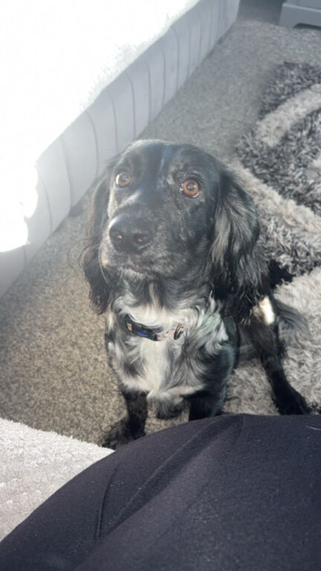 Merle cocker spaniel