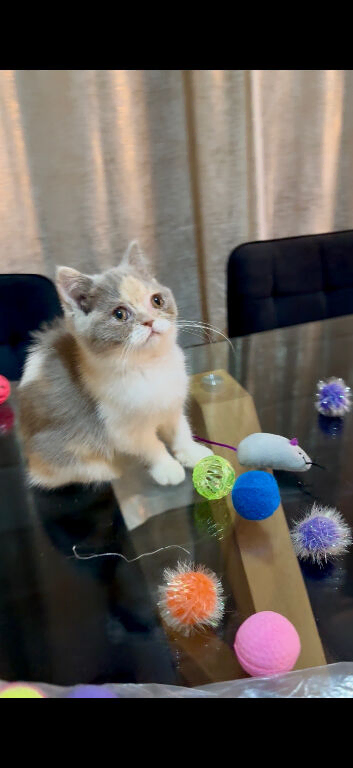 1 British shorthair 1 Persian