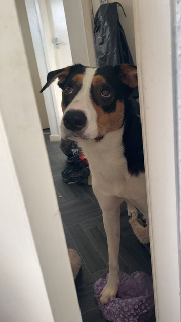 Border collie/cattle dog