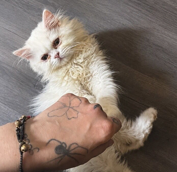 Male White Persian Chinchilla