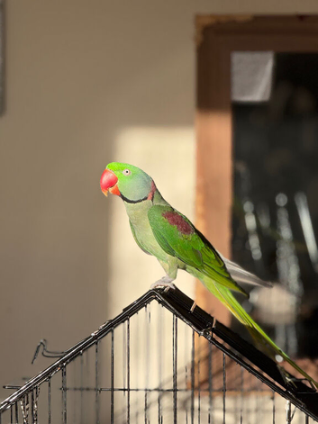 Alexandrine parrot for sale