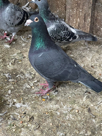 QUALITY RACING PIGEON
