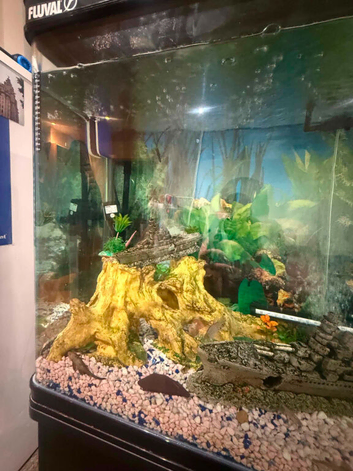Full tank set up with fish