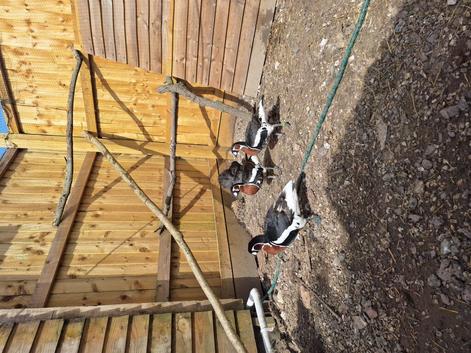 Trio of Red Breasted geese