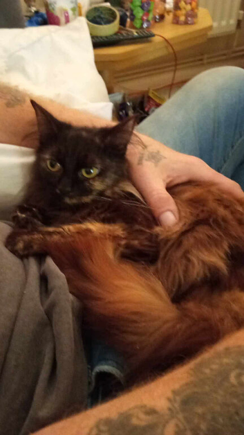 Beautiful Maine Coon Kitten &ndash; Female &ndash; Ready Now