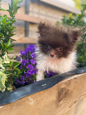 Chocolate Parti Pomeranian