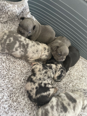 French bulldog Puppys