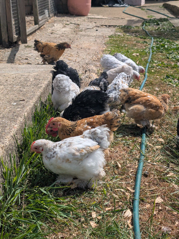 Beautiful pekin bantam female growers