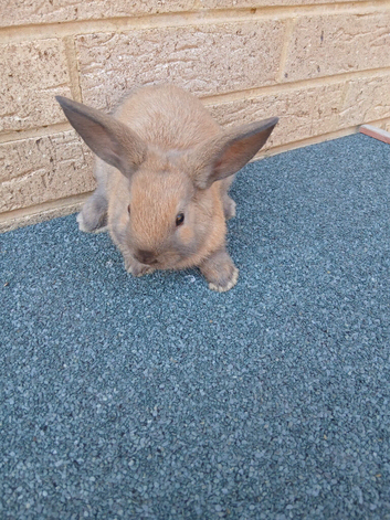 Lop lionheads