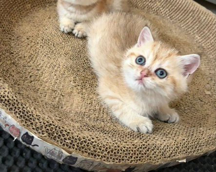 Price reduced 1 girl Golden Biritish Shorthair for sale Pedigree Pure Breed