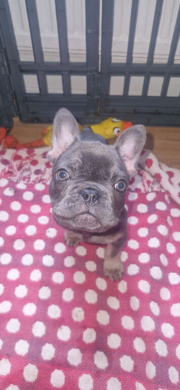 French bulldog boy