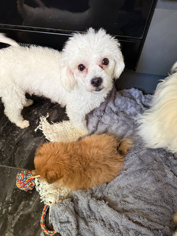 Pompoo teddy bears