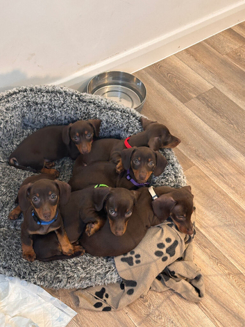 KC REGISTERED MINIATURE DACHSHUND