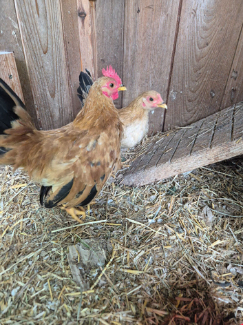 Serama Pair 4 months old