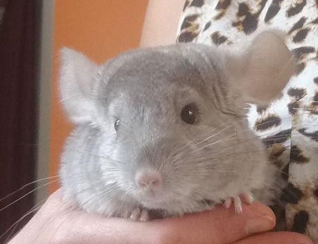 Chinchilla Baby Boy for sale in Feltham TW13.