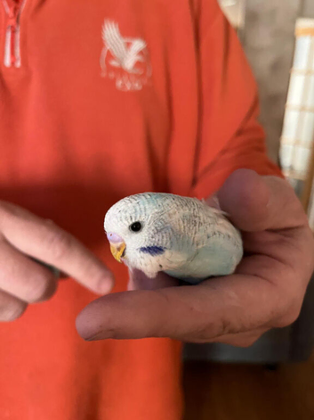 Baby Budgies.