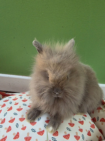 Lovley lionhead babies  for 5* homes
