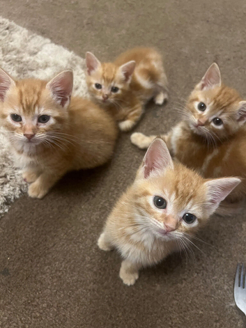 Ready now 4 x gorgeous boy ginger kittens