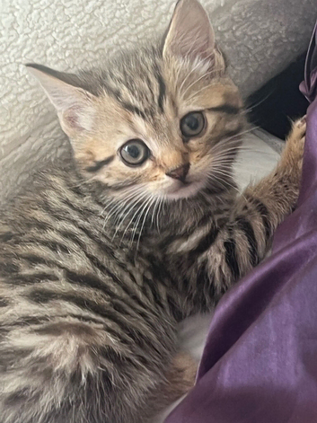British shorthair x