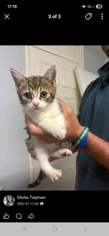 Male tabby kitten
