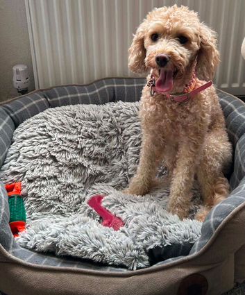 Cavapoochon