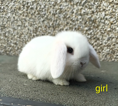mini lop rabbit