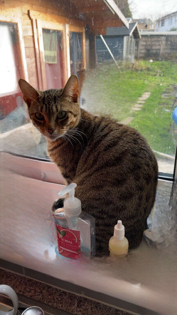 Half toyger half bengal