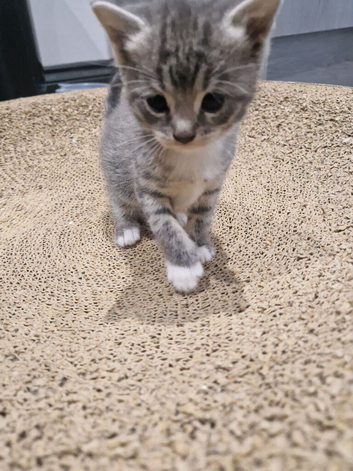 Mixed breed of ragdoll and tabby kitten