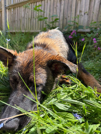German shepherd x Malinois