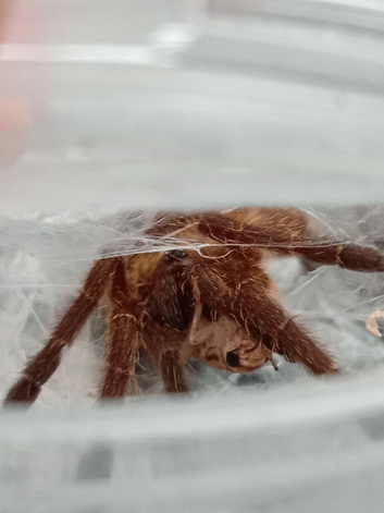 6cm OBT