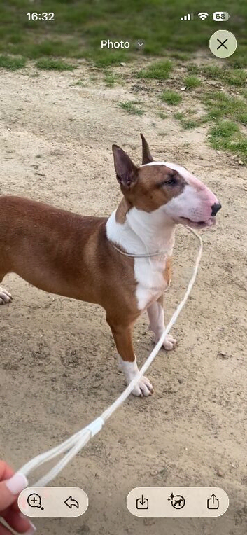 I have English bull terrier proven stud dogs