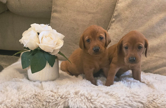 Fox Red Labrador puppies