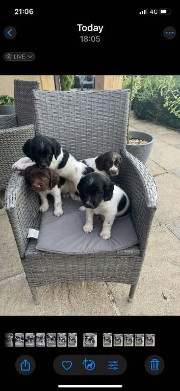 KC Registered Springer Spaniel Puppies
