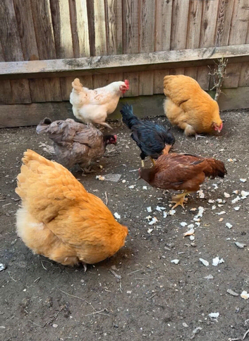2 Buff Orpington&rsquo;s hens