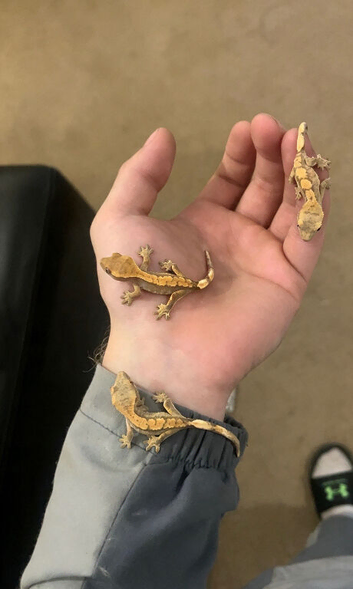 3 BEAUTIFUL BABY CRESTED GECKOS + COMPLETE EXO TERRA SETUP &pound;300