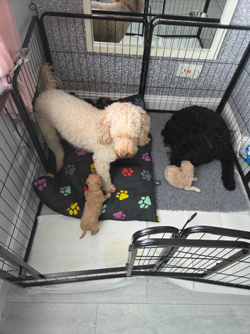 Wee teddy bears