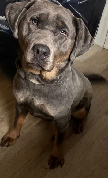 Silver and tan lab