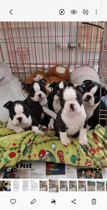 Boston terrier babies