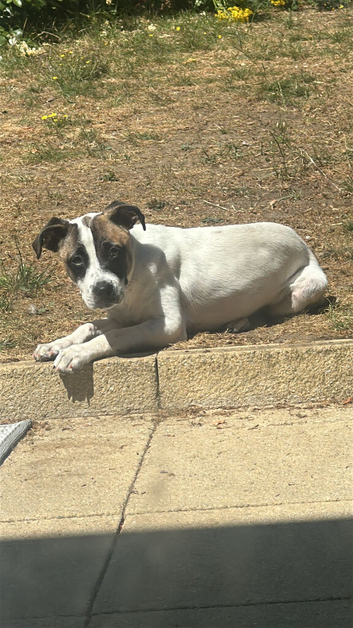 Staff x whippet pup