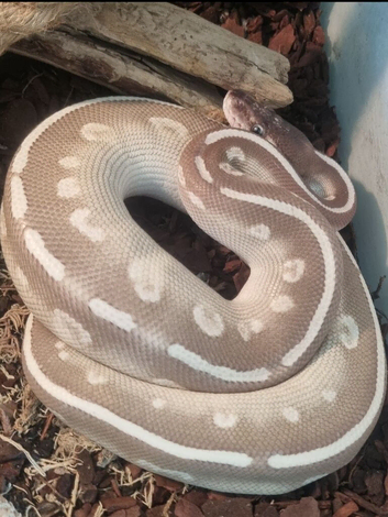 Purple Passion Male (3yo)