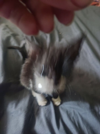 Mouse 2