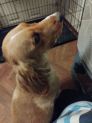 Male cockerpoo