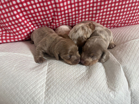 Miniature dachshund puppies