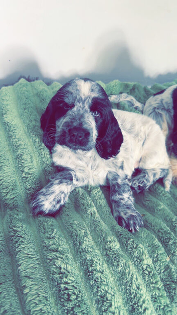 Cocker/show cocker spaniel