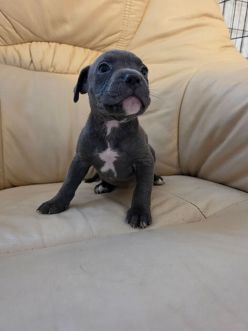 Staffy x American bulldog- last male pup