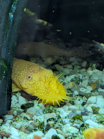Albino Pleco 2-3 inches