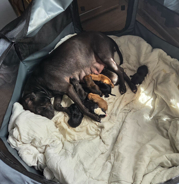Beautiful mixed breed pups