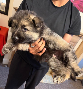 One puppy left, long haired GSD